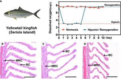 Histological, microecological and transcriptomic physiological responses underlying hypoxia and reoxygenation adaptation in yellowtail kingfish (Seriola lalandi)